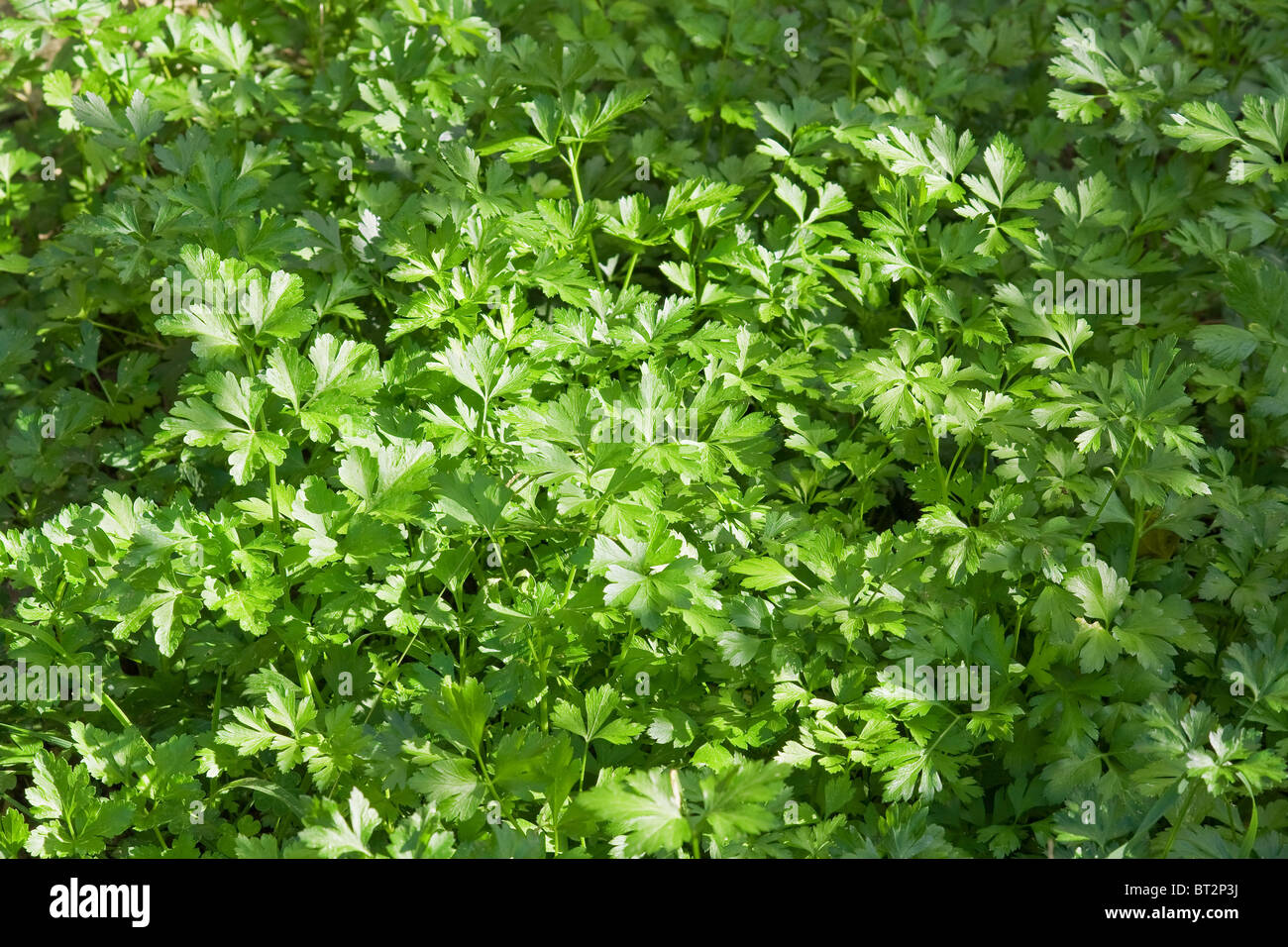 Closeup of fresh parsley in a biological crop Stock Photo