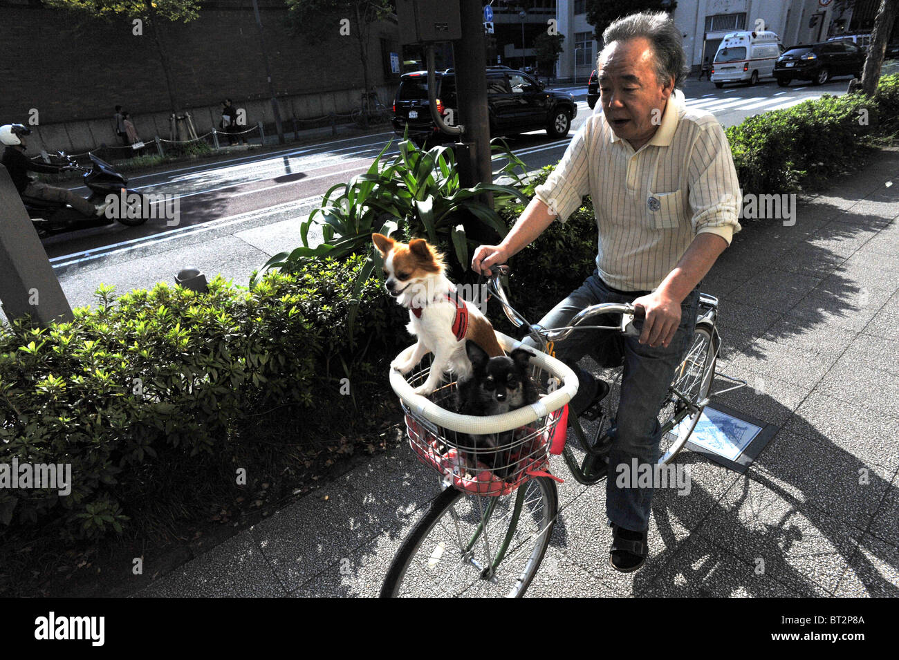Old Japanese man and dog. Stock Photo