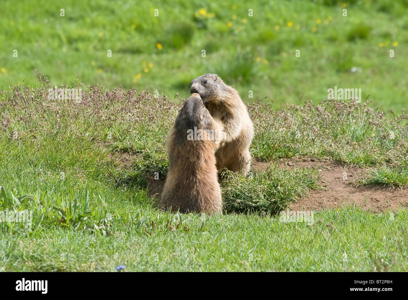 two marmots struggle and kiss in a green meadow in Italian dolomites Stock Photo