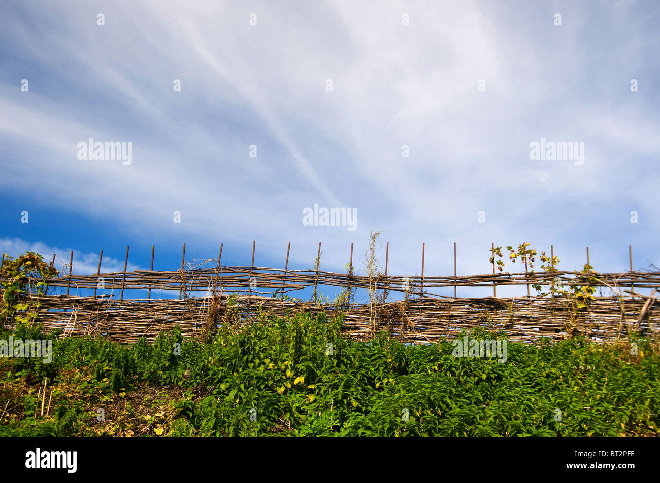 green grass, fence and blue sky with clouds Stock Photo - Alamy