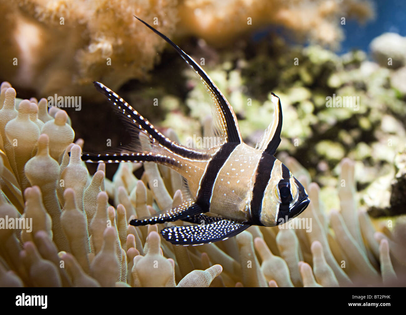 Bangaii Cardinal Pterapogon kauderni fish in marine aquarium Stock Photo