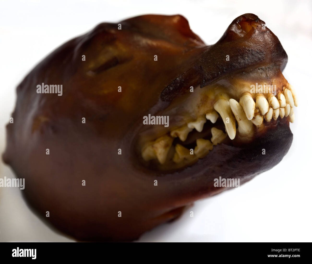 Cooked Dog Head Hanoi Vietnam - An example of the strange or weird food eaten by people around the world Stock Photo