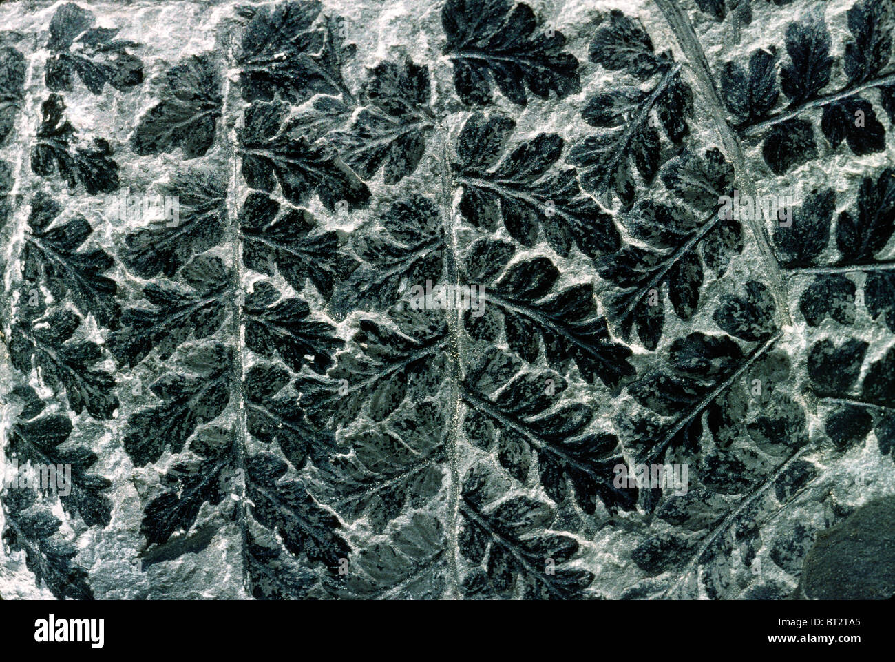 Fossilised fern of type Sphenopteris preserved in Carboniferous coal sample 300 million years old. Excellent example Stock Photo