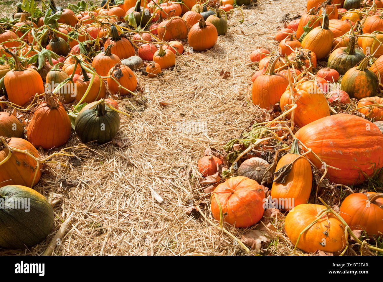 pathway through pumpkins, Halloween pumpkin patch, Santa Ynez Valley