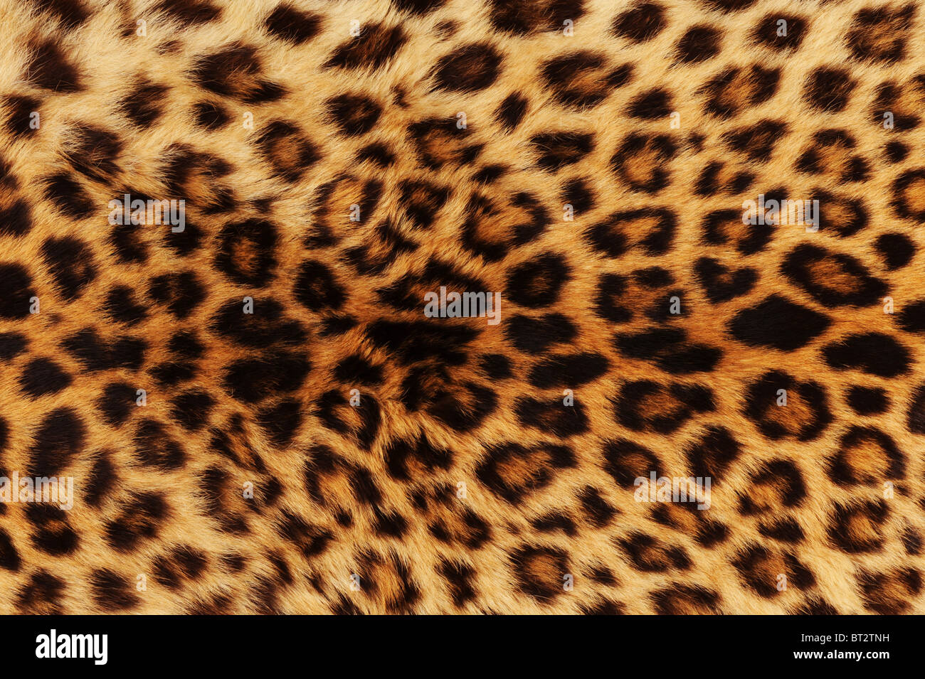 real leopard skin