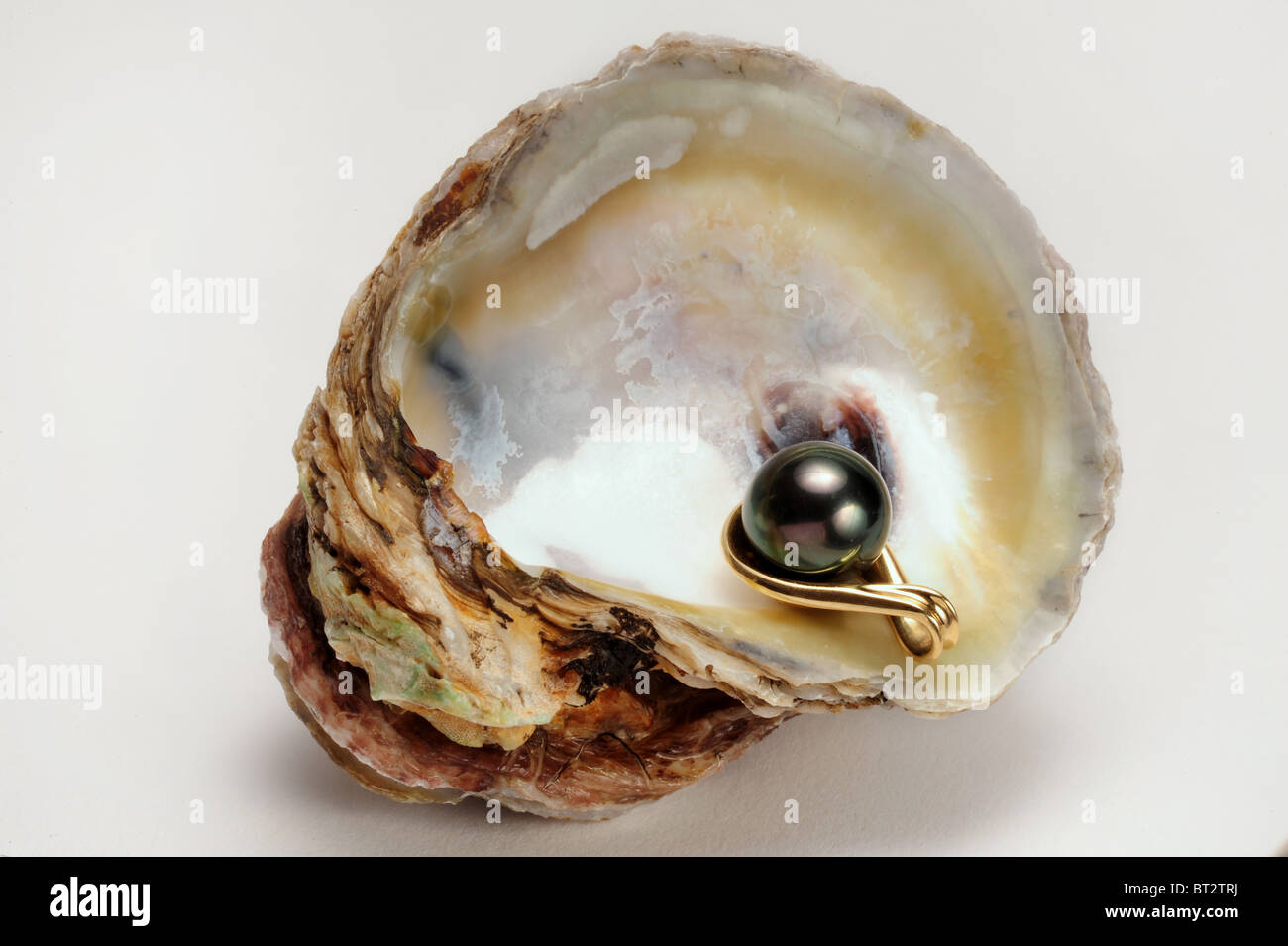 Black Pearl In Oyster Shell