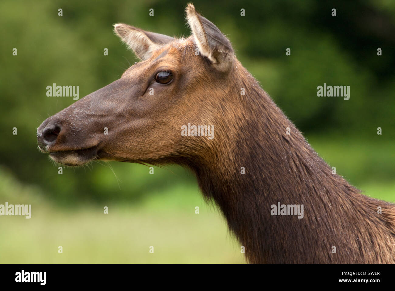 Portrait of an alert cow elk COMMON NAME Roosevelt Elk   LATIN NAME Cervus canadensis roosevelti Stock Photo