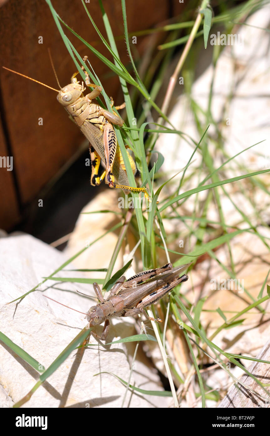 Phylum arthropods hires stock photography and images Alamy