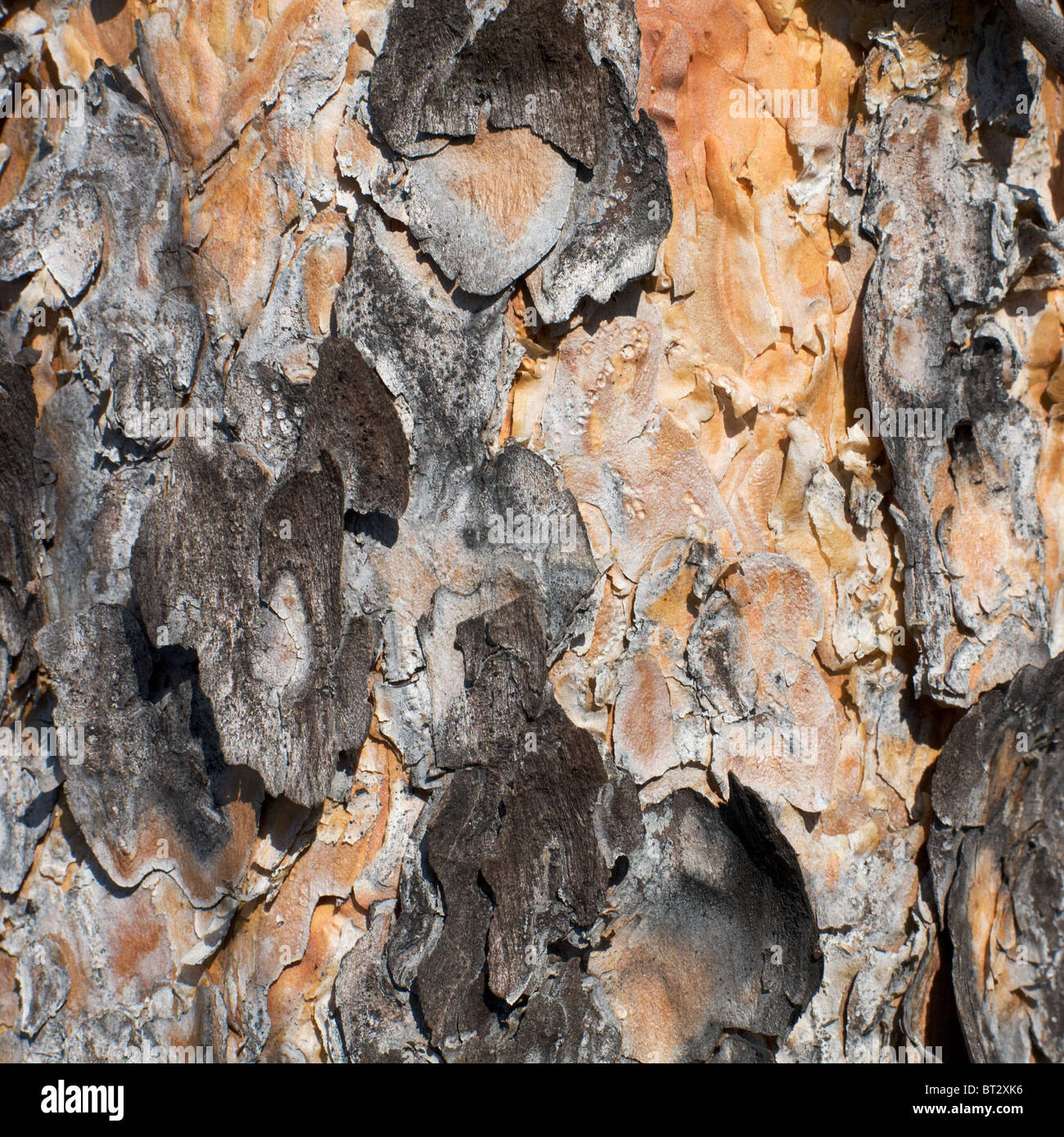 Surface of a pine bark (background Stock Photo - Alamy