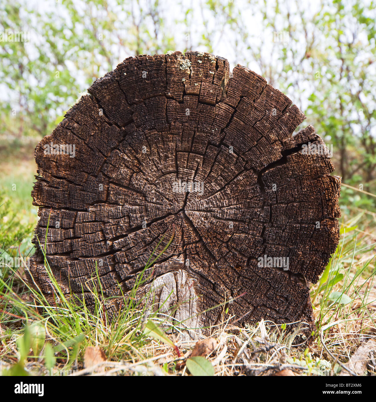 Structure of a tree hi-res stock photography and images - Alamy