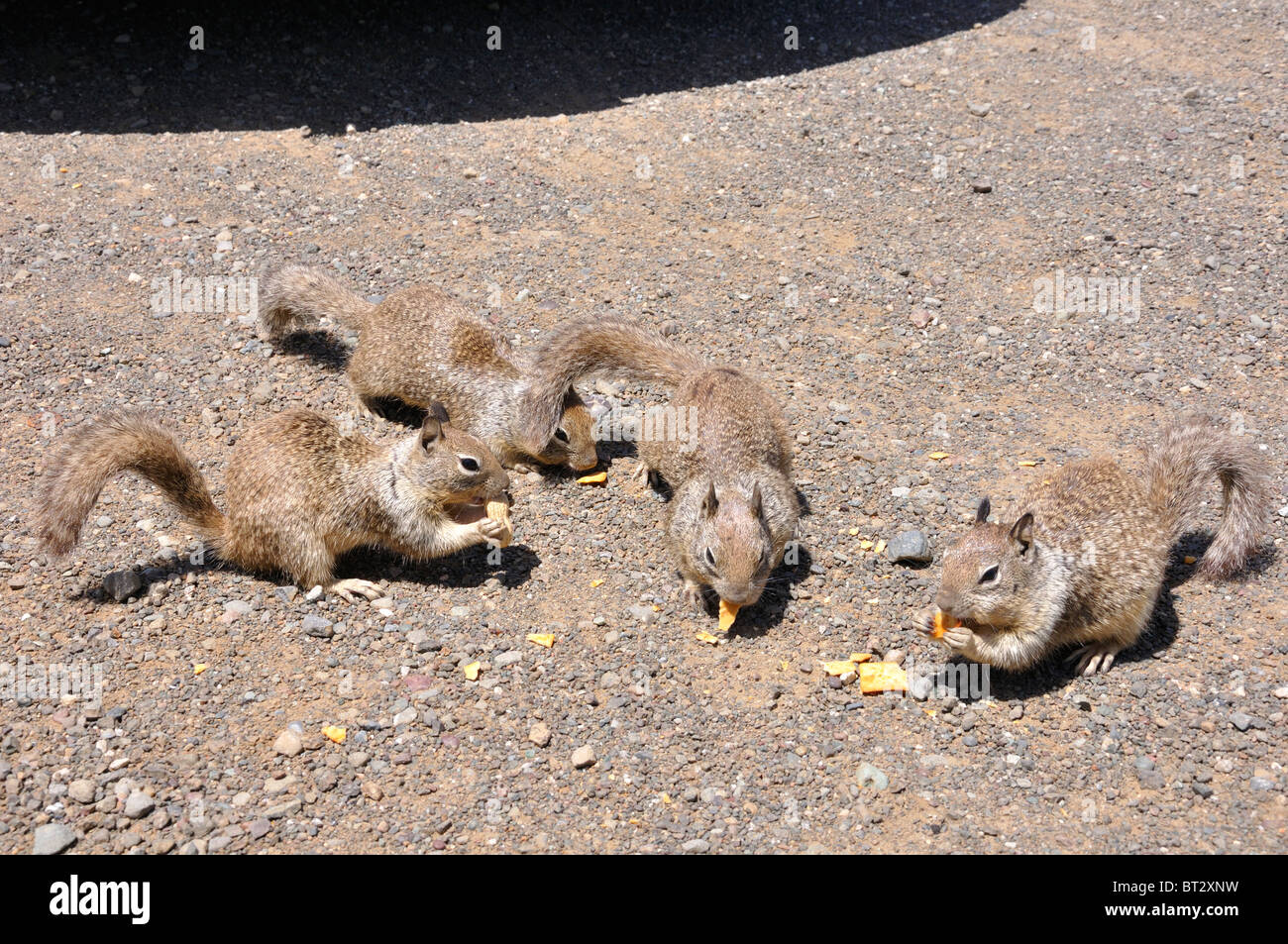 Squirrels eating peanuts Stock Photo Alamy