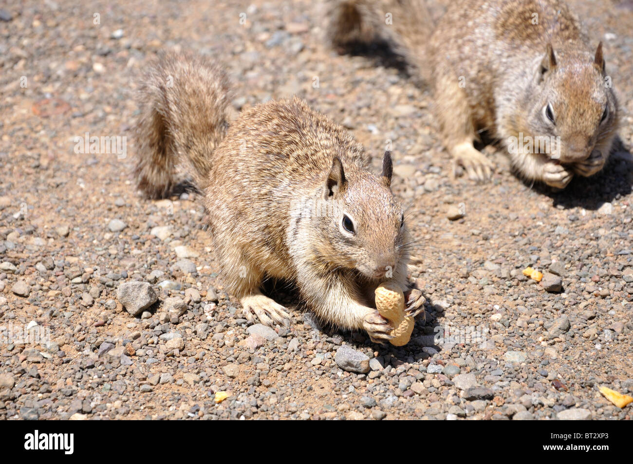 Squirrels eating peanuts Stock Photo Alamy
