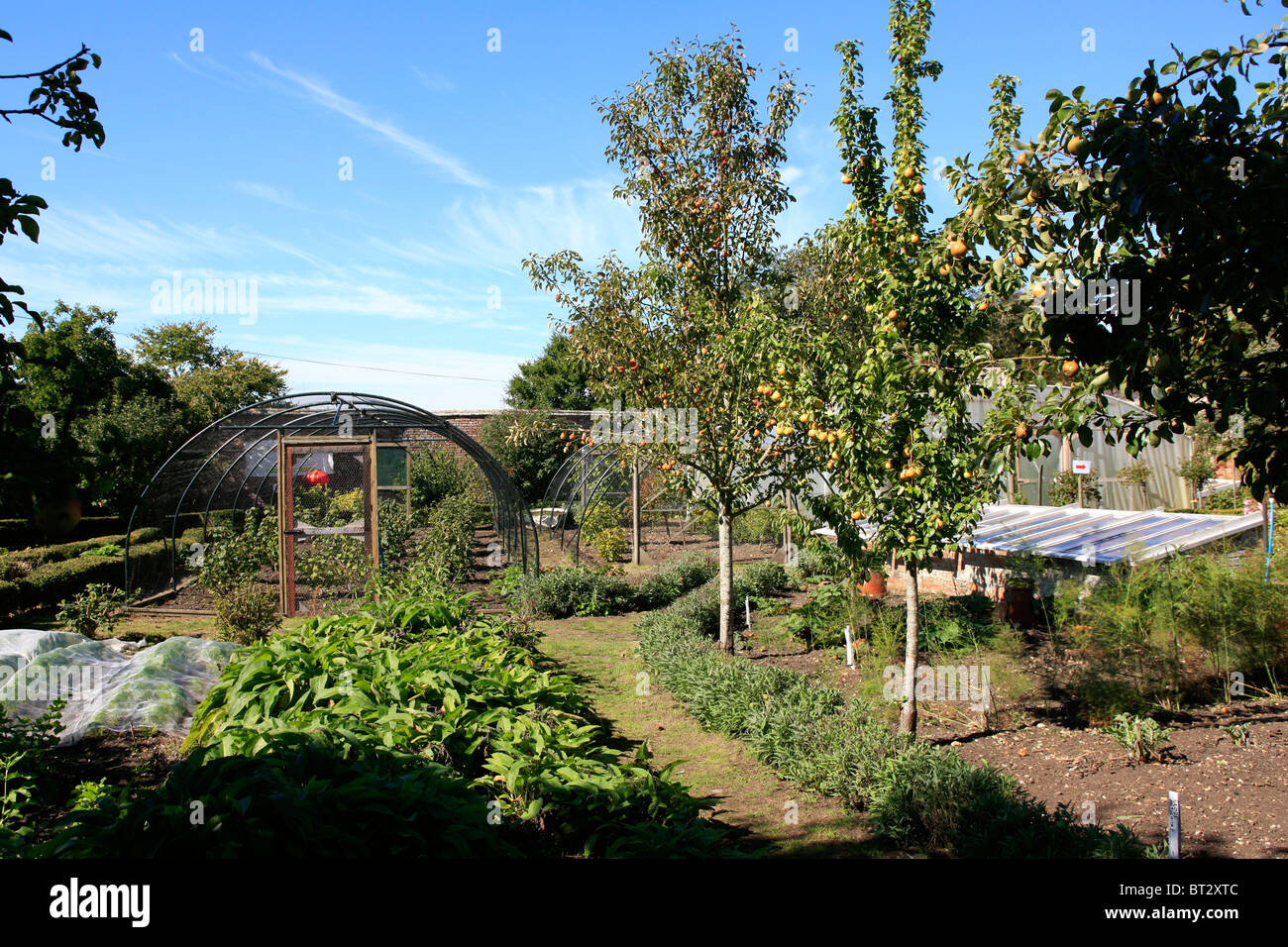 A small walled garden apple orchard in Dorset Stock Photo Alamy