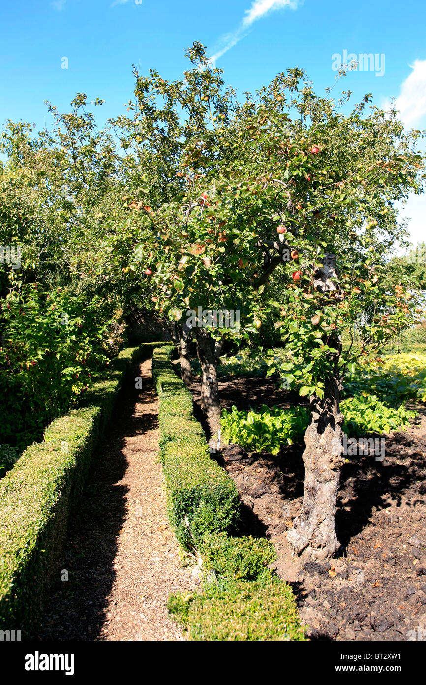 A small walled garden apple orchard in Dorset Stock Photo Alamy