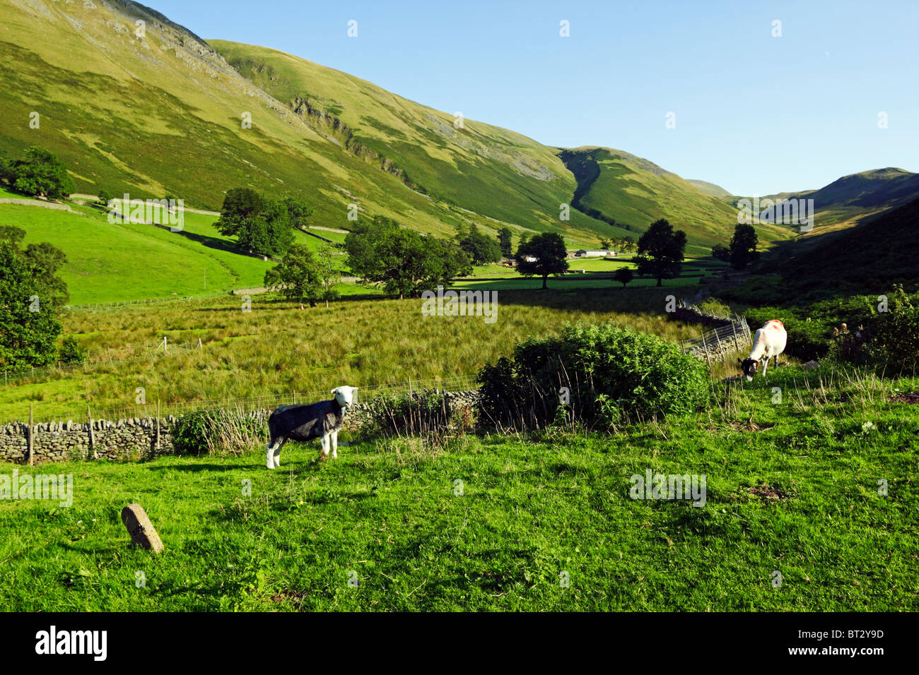 Herdwick Sheep near Howtown in the Lake District National Park, Cumbria, England. Stock Photo