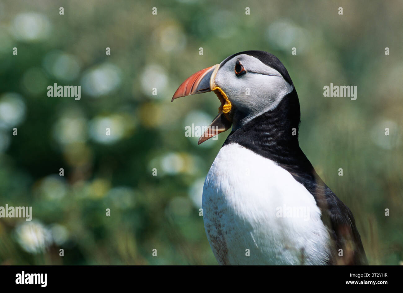 Puffin with open beak hi-res stock photography and images - Alamy