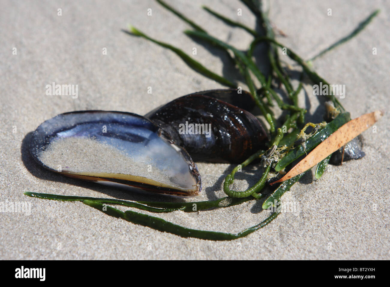 South Africa, beach, sand, shell, kelp, seaweed Stock Photo - Alamy