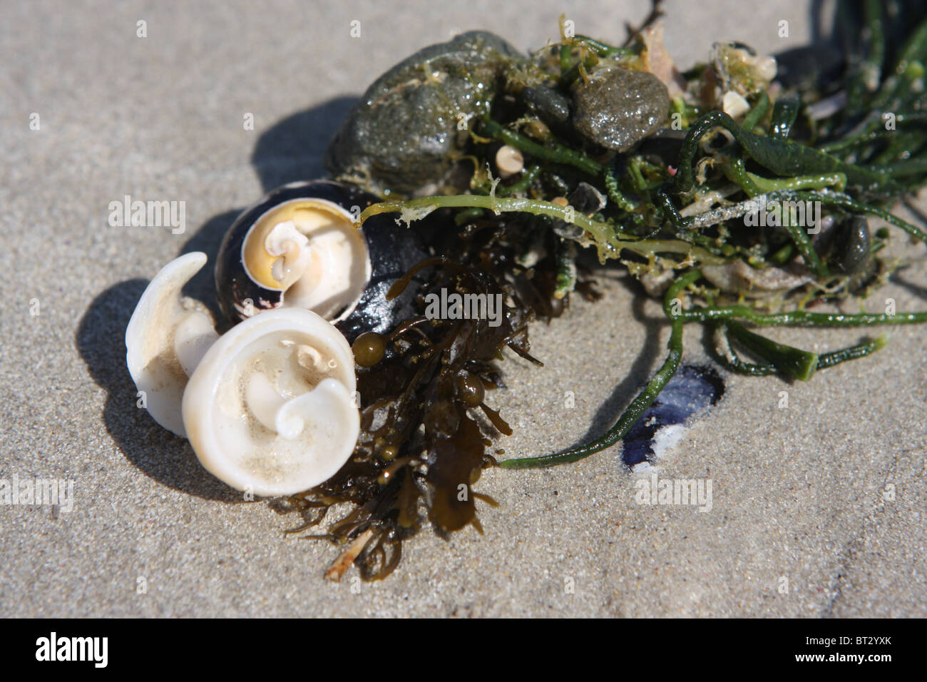 South Africa, beach, sand, shell, kelp, seaweed Stock Photo - Alamy