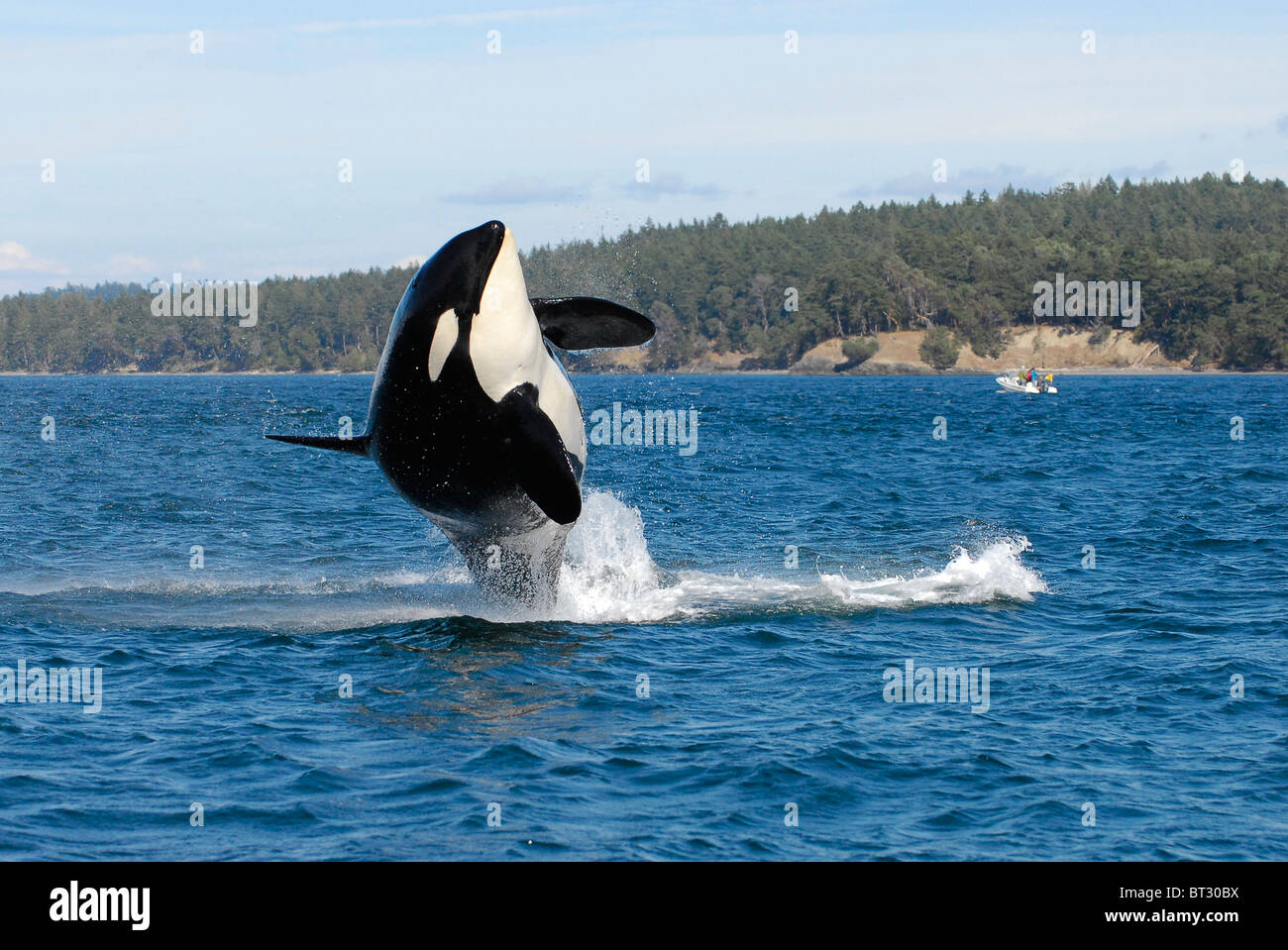 J2, the 90-something-year-old grand matriarch of the Southern Resident killer whale community, breaches off San Juan Island Stock Photo