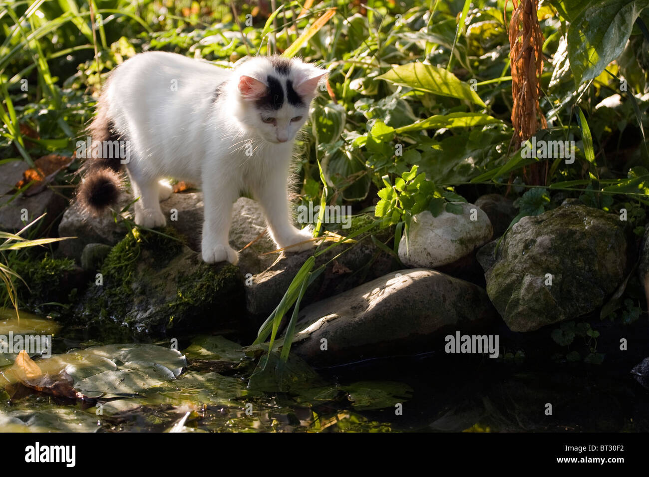 White cat looking in the garden pond. Stock Photo