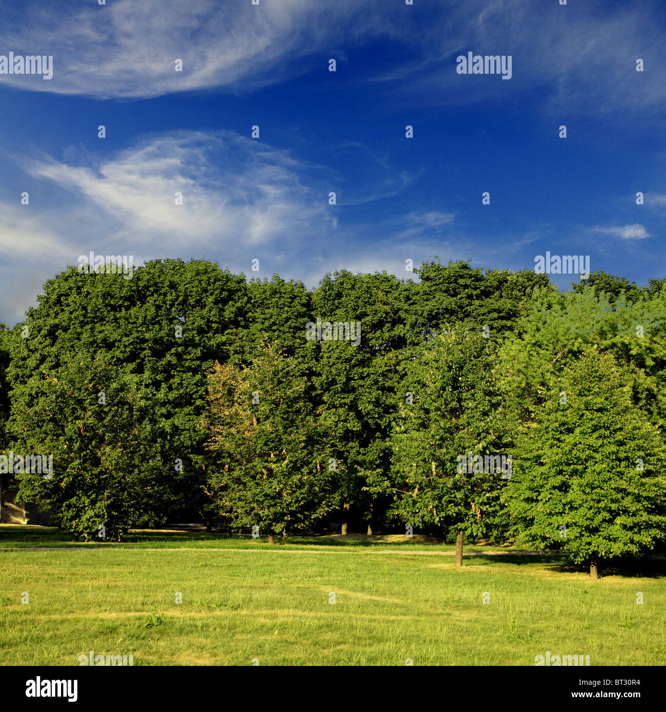 Green forest with blue sky and clouds on summer day Stock Photo - Alamy