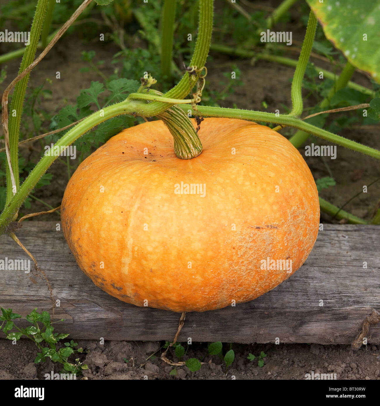 Greater yellow pumpkin photographed on a bed Stock Photo - Alamy
