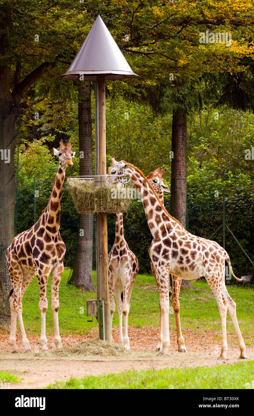 Giraffes in the ZOO eating from the basket. Stock Photo