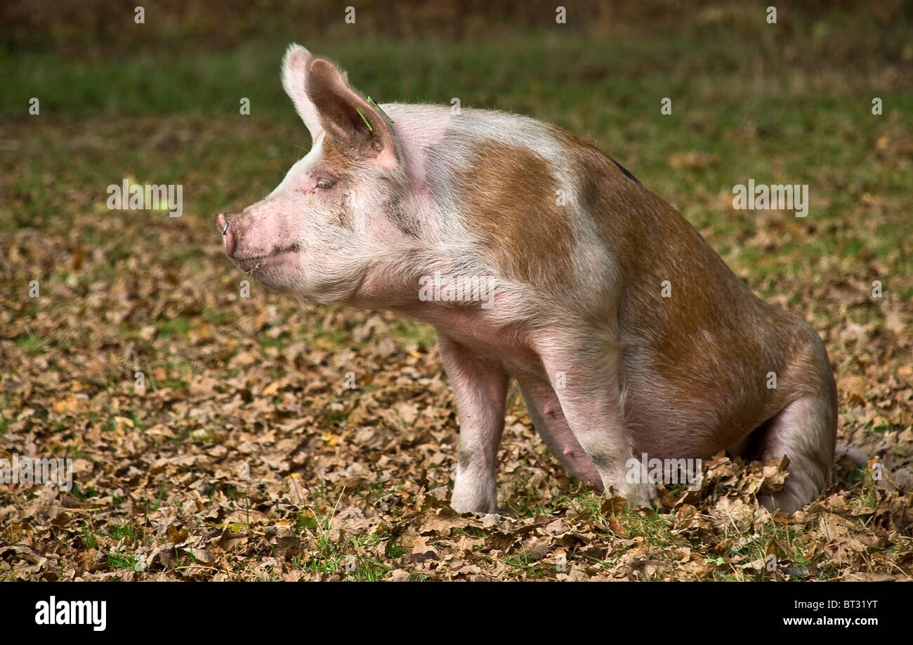 Young pig in the New Forest during Pannage season Stock Photo
