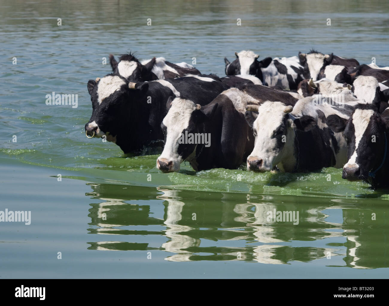 Swim can cow Can Cows