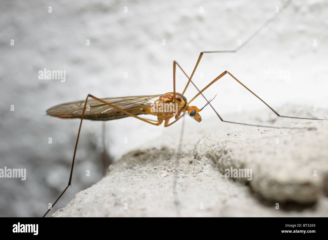 Close up photo of a daddy long legs (Crane fly) Stock Photo