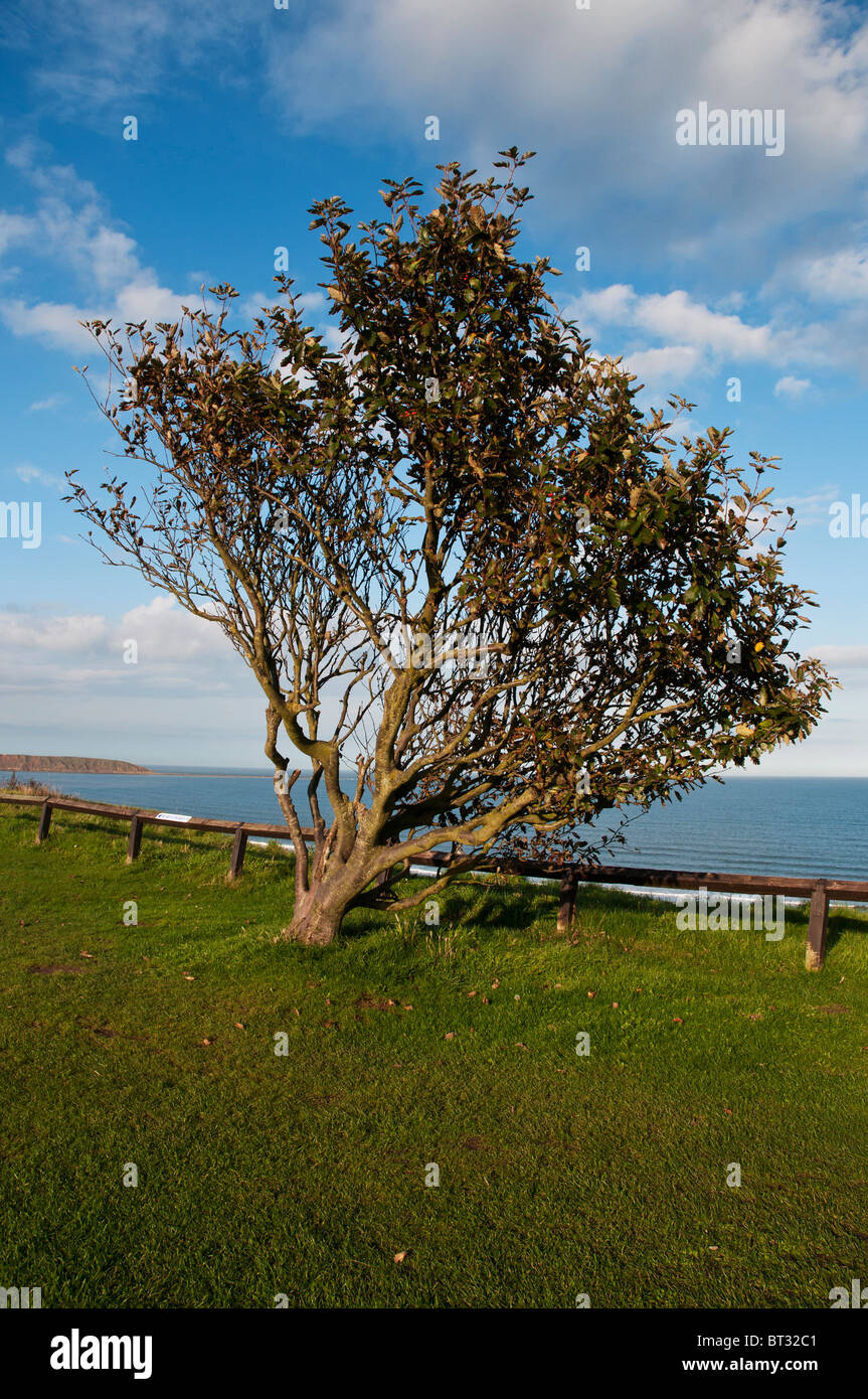 A windblown Whitebeam Tree stands at the cliff edge with ripened red berries at Primrose Valley Holiday Park, Filey Stock Photo