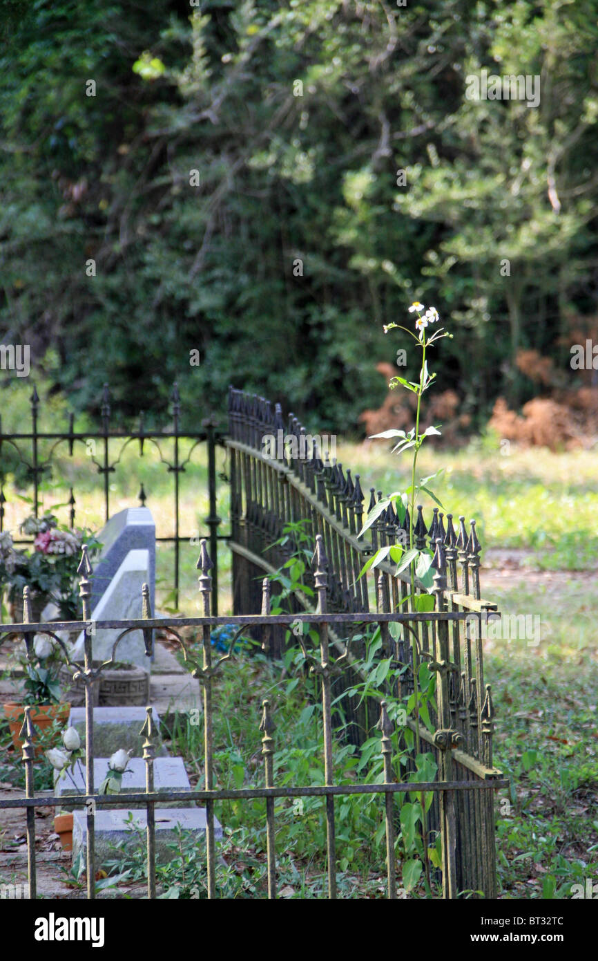 Old cemetery, wrought iron fence with single tall flower growing at corner of fencing Stock Photo