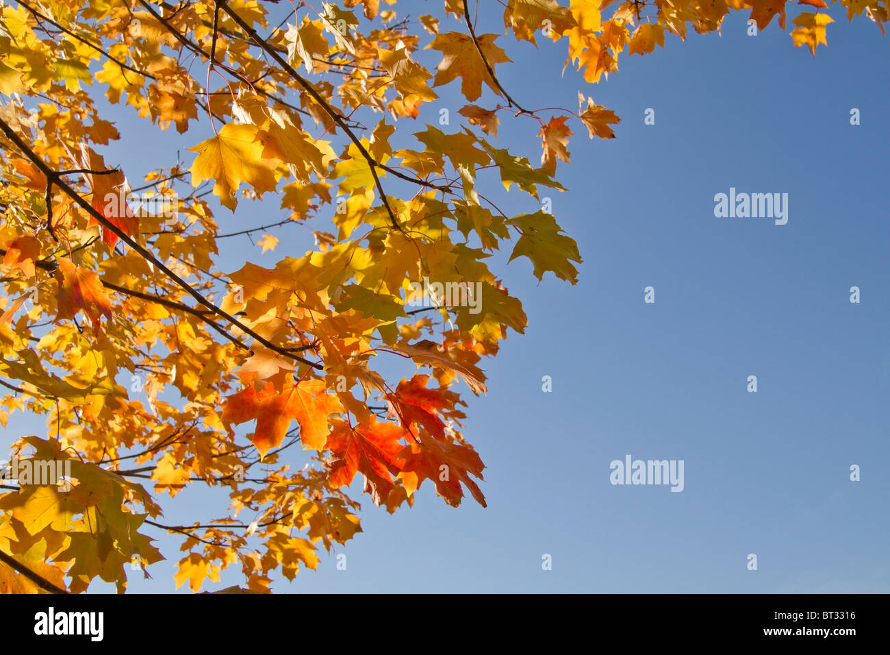 Orange autumn leaves with blue sky background Stock Photo - Alamy