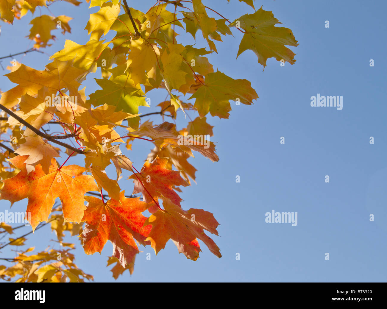 Autumn leaves with blue sky background Stock Photo - Alamy