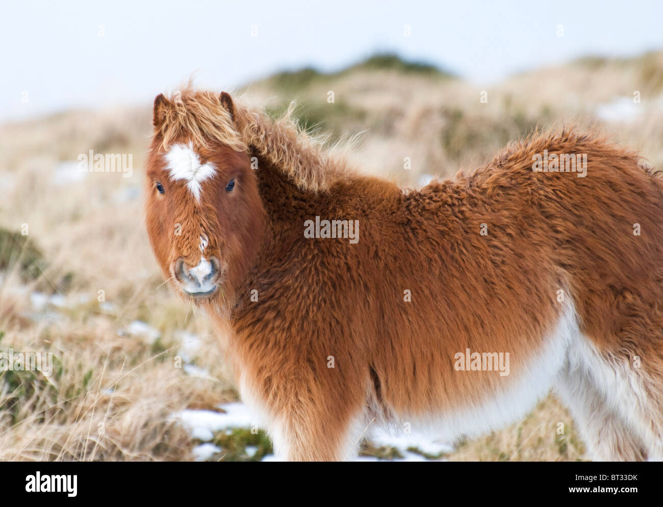 Dartmoor pony snow hires stock photography and images Alamy