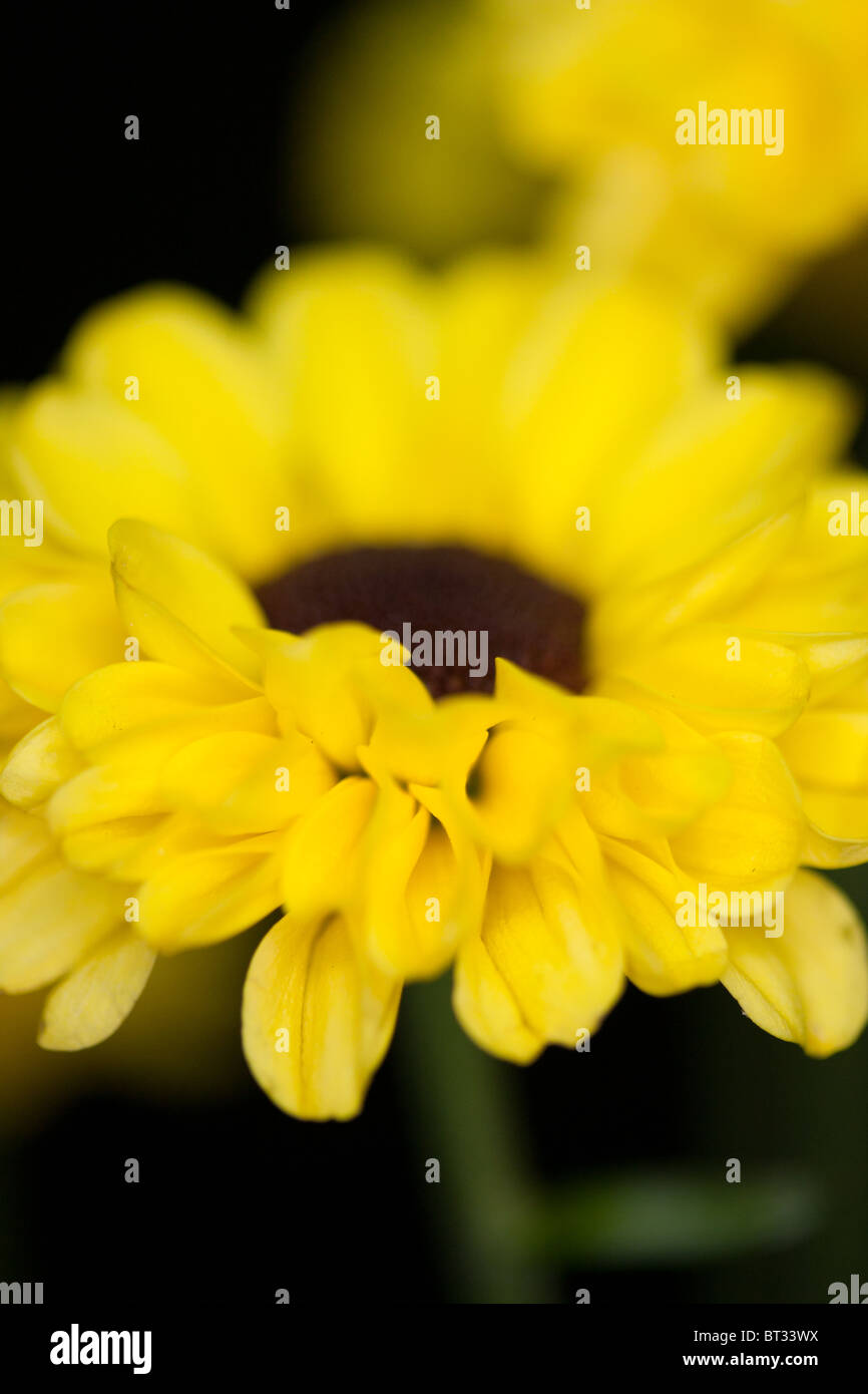 close up from a Chrysanthemums Stock Photo