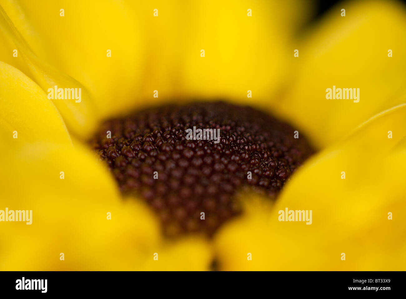 close up from a Chrysanthemums Stock Photo