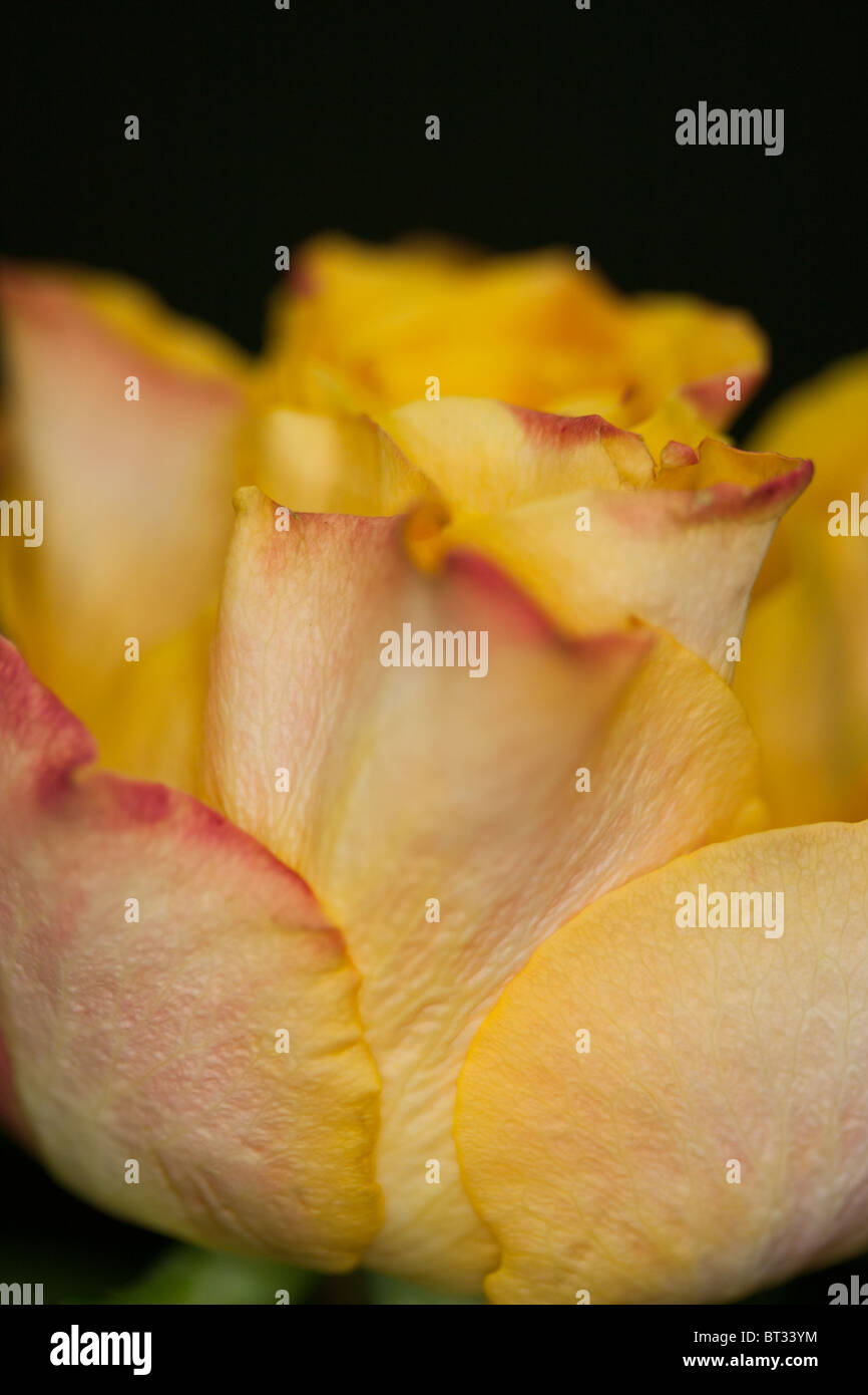 yellow Rose - rosa Stock Photo
