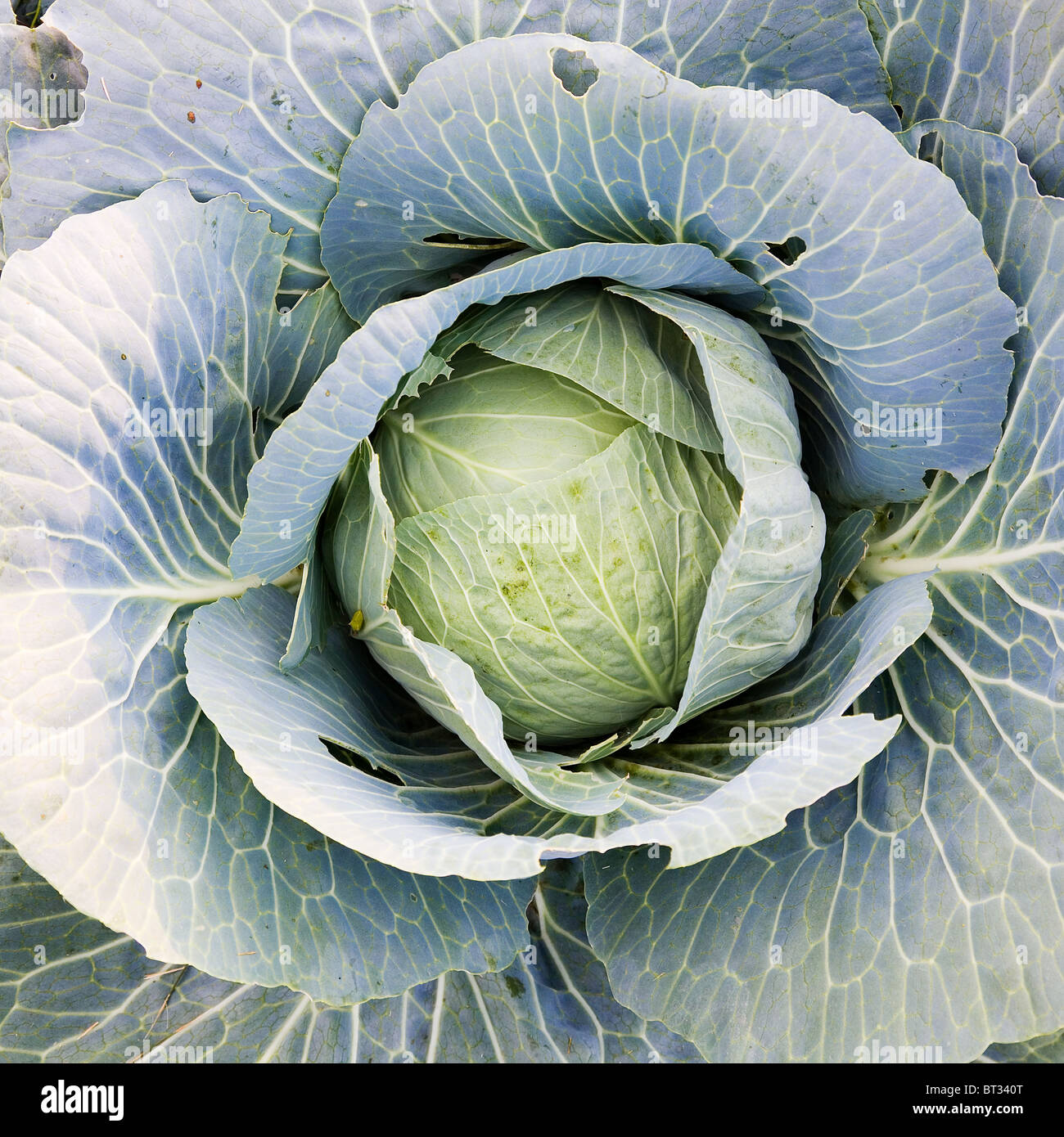 The big bud of cabbage on a bed Stock Photo Alamy