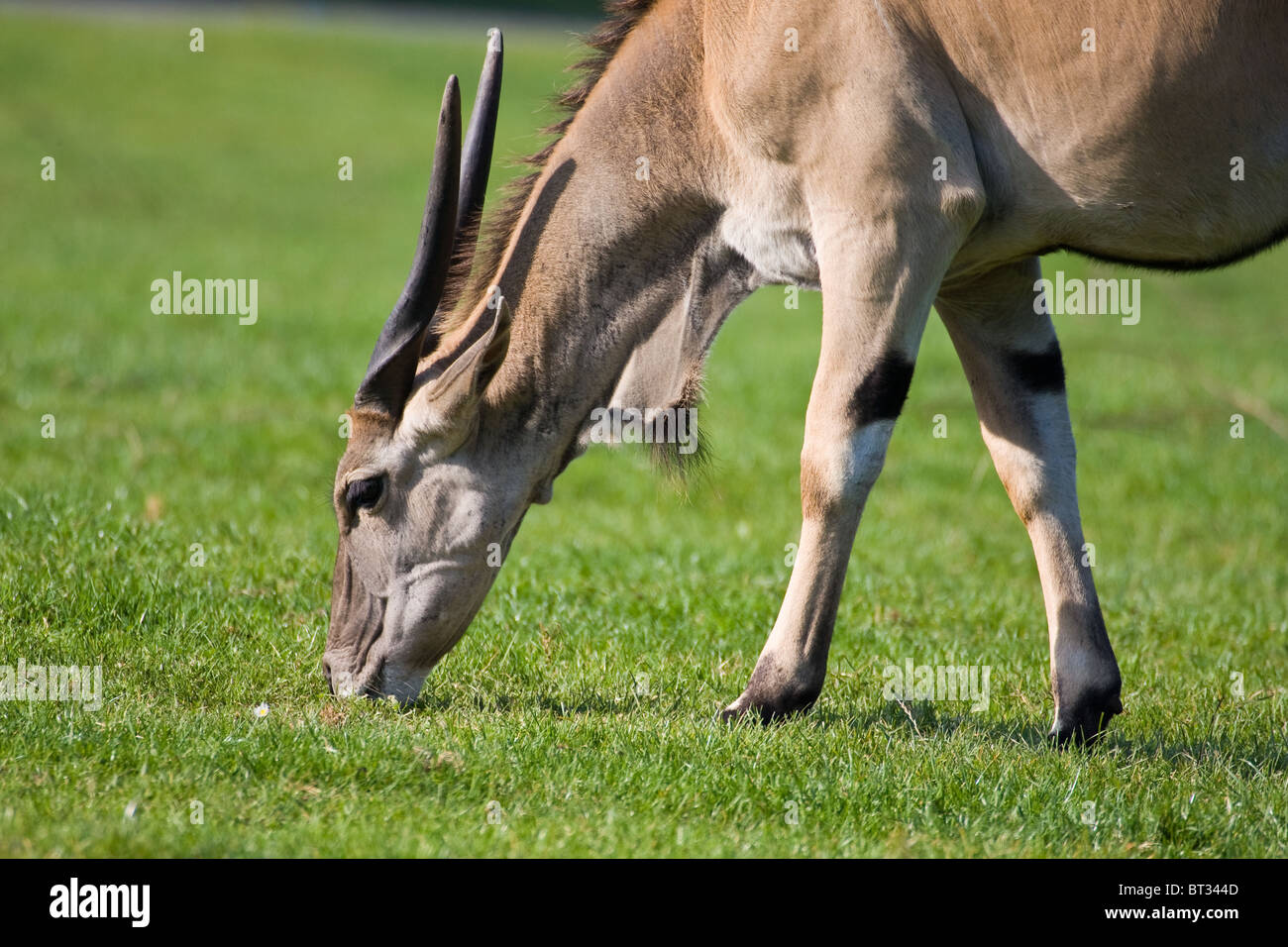Common eland - Tragelaphus Oryx Stock Photo
