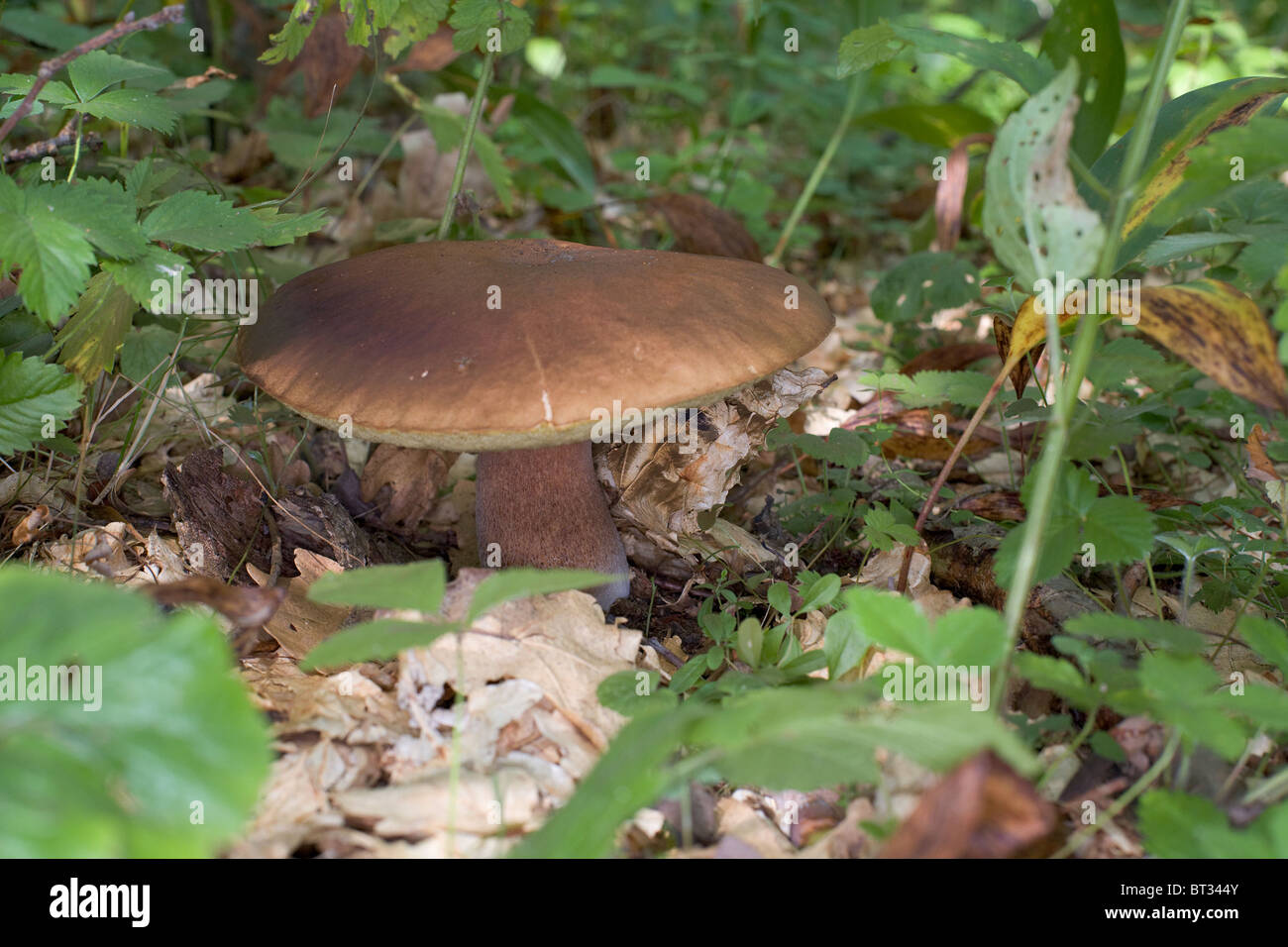 Big edible mushroom in wood, among a grass Stock Photo