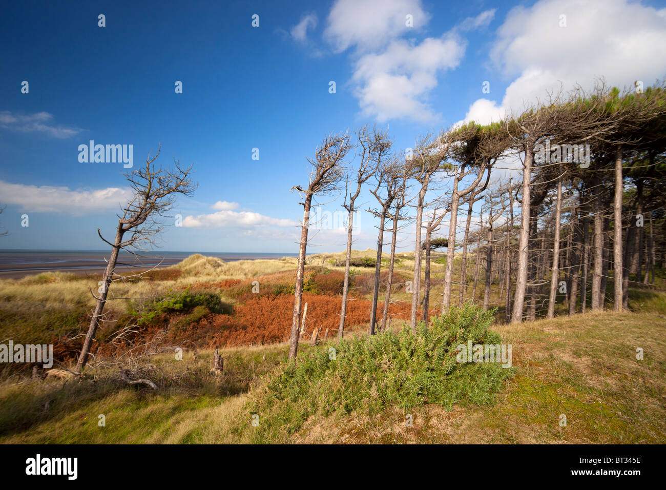 Erosion on the Sefton Coast at Formby is causing coastal sqeeze and loss of dune habitat continuity and threat to coastal woodlands, causing conflict Stock Photo