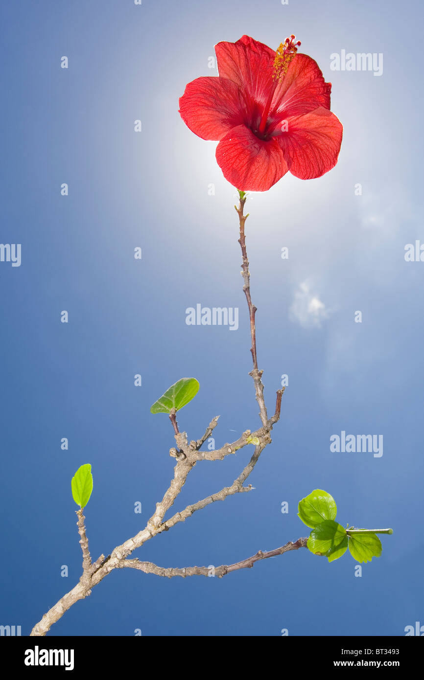 Red hibiscus flower on long stem blocking out the sun. Stock Photo