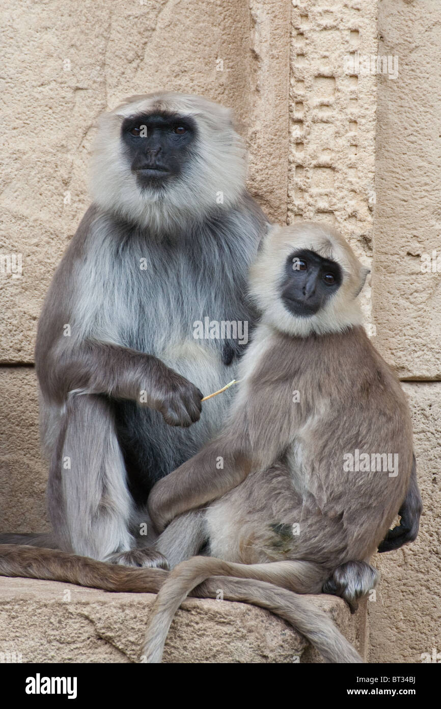 Gray langur / Hanuman Langur - Semnopithecus Stock Photo