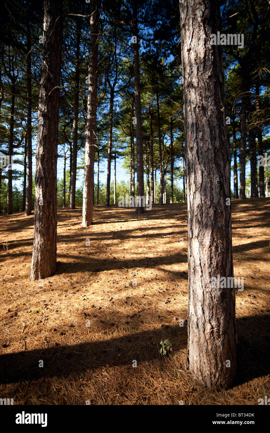 Formby pinewoods hires stock photography and images Alamy