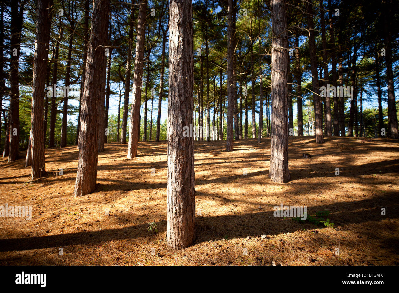 The pine woodland at Formby Point, managed by the National Trust is one of the national strongholds for the Red Squirrel and is identified as a refuge Stock Photo