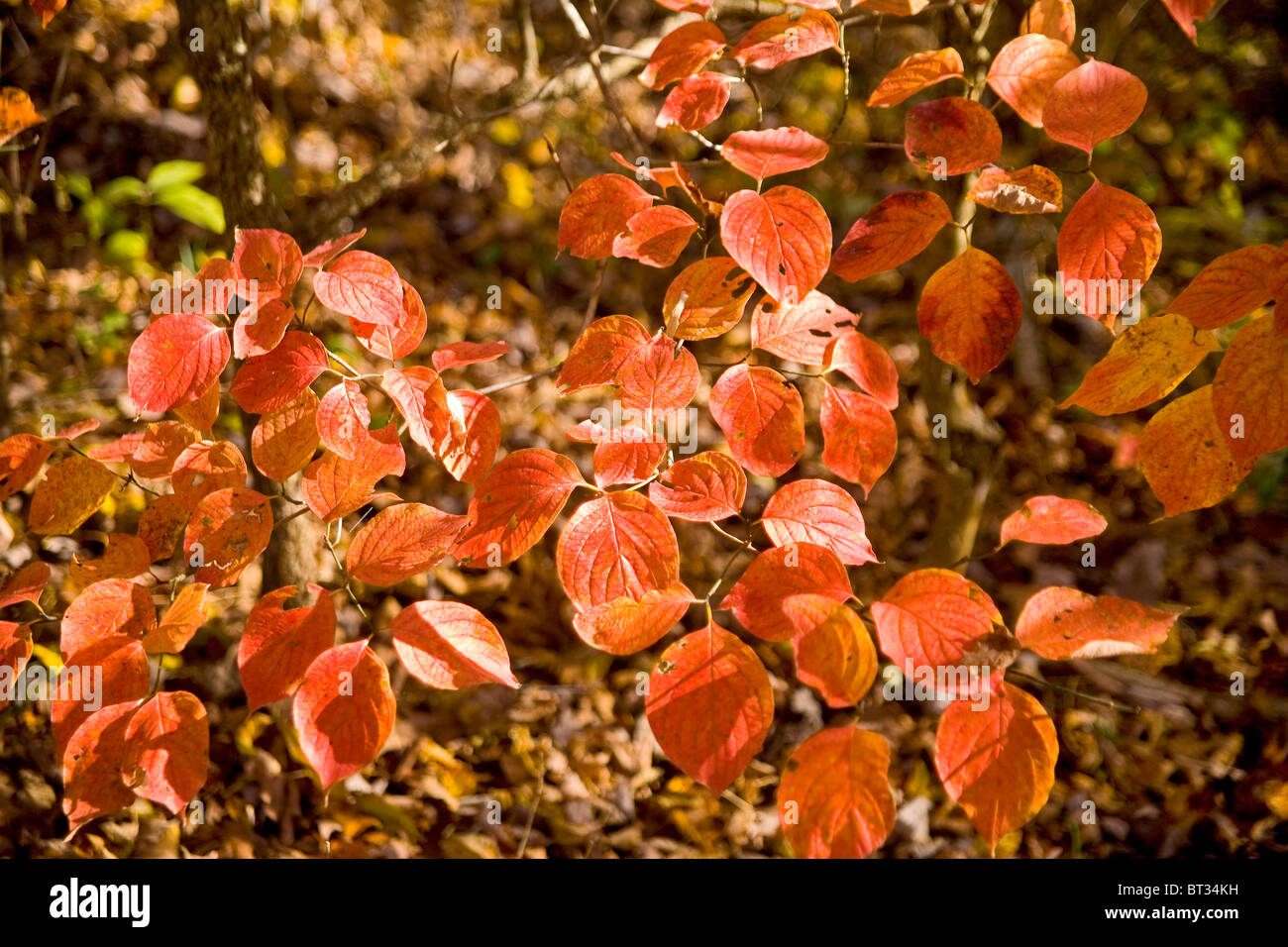 Fall color at Round Spring in Missouri Stock Photo
