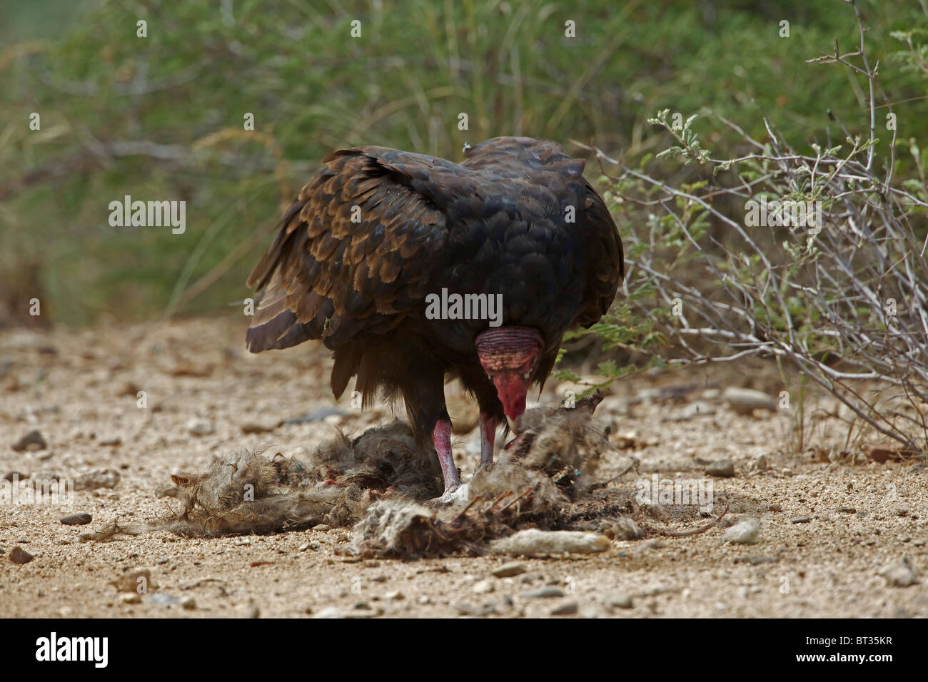 Turkey Vulture (Cathartes aura) Sonoran Desert - Arizona - Feeding on jackrabbit carcass Stock Photo