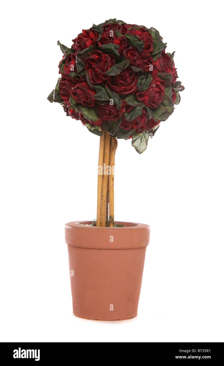 Tree of rose hi-res stock photography and images - Alamy