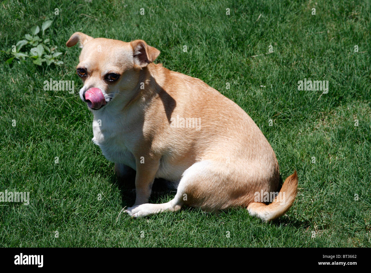 Fat Chihuahua Stock Photo